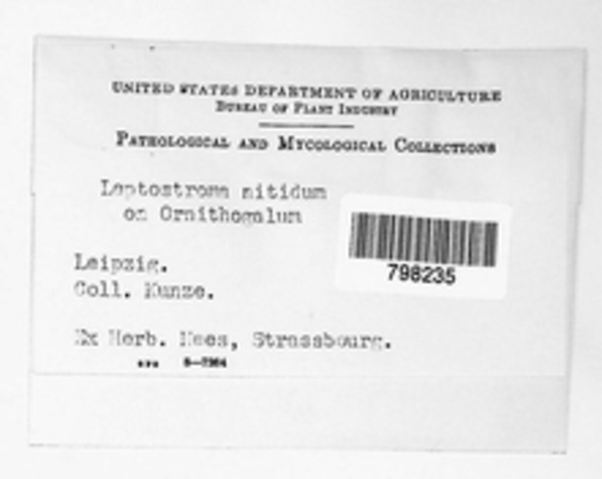 Leptostroma nitidum image